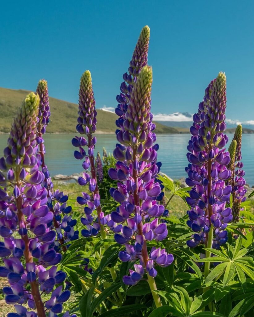 Purple lupine flowers blooming near the tranquil lake.