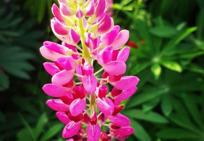 Lupins : Towering Beauties for Your Garden