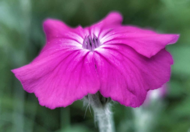 Lychnis : The Vibrant and Versatile Flower for Your Garden