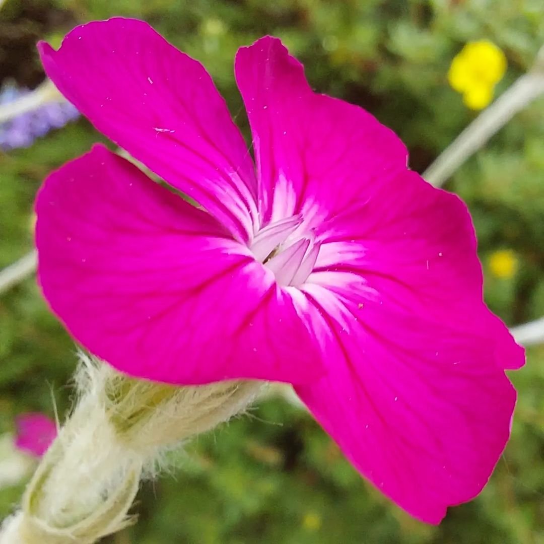 Close-up of Lychnis flower with pink and white petals.