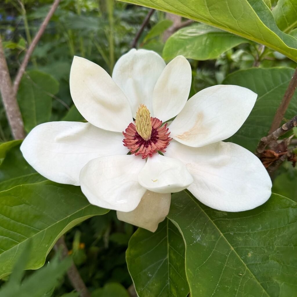 A white magnolia flower with red center blooming on a tree branch.