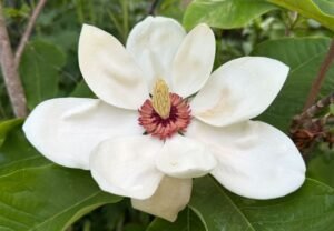 Magnolias: Majestic Southern Beauties for Your Garden