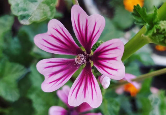 Mallow Flowers: Charming and Versatile Garden Gems