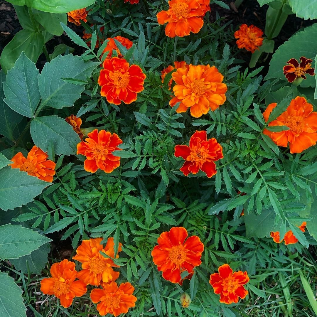 Vibrant marigold flowers in a garden, showcasing a beautiful mix of orange and red hues.