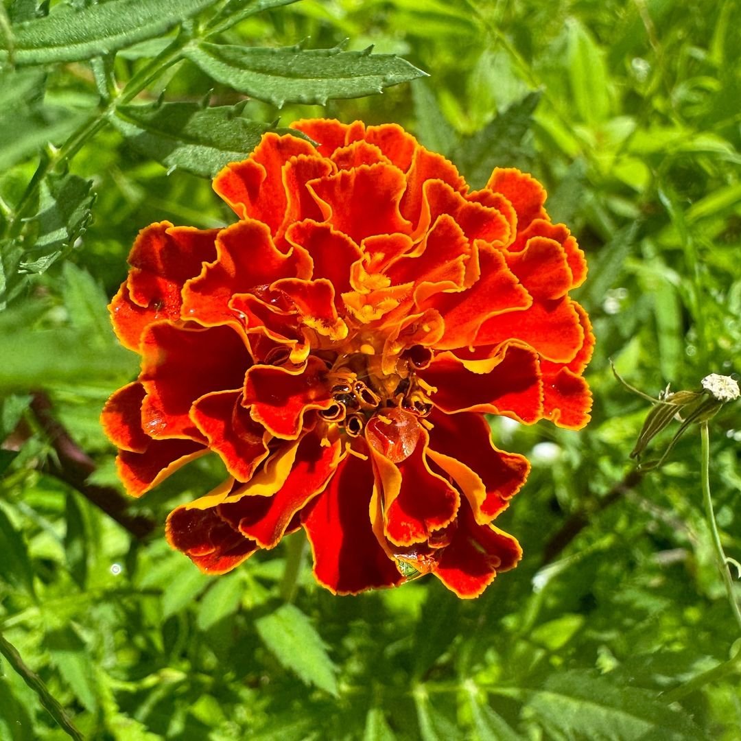 Vibrant Marigold flower with red and yellow petals growing in lush green grass.