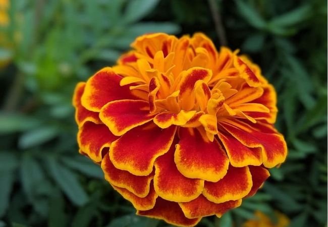 Marigolds: Bright and Easy Garden Favorites