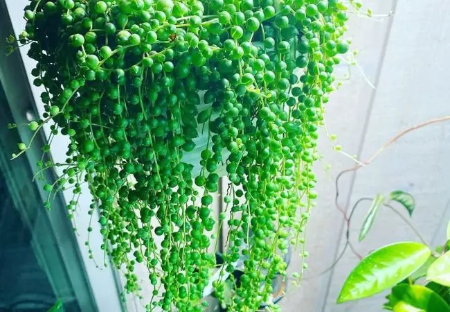 Master the Art of Watering Hanging Succulents : A Complete Guide