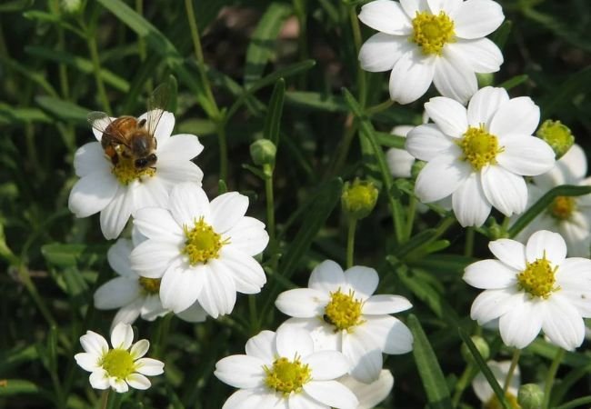 Melampodium: The Sunny, Easy-Care Flower for Your Garden