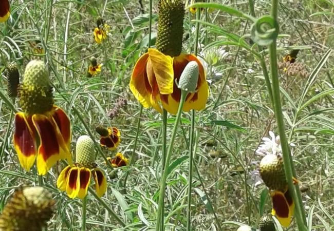 Mexican Hat Flower: Prairie's Quirky Charmer