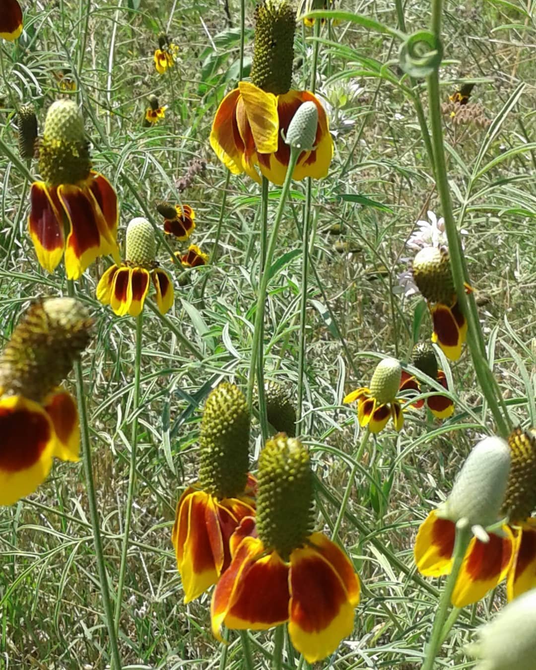 A field of Mexican Hat flowers in yellow and red colors.