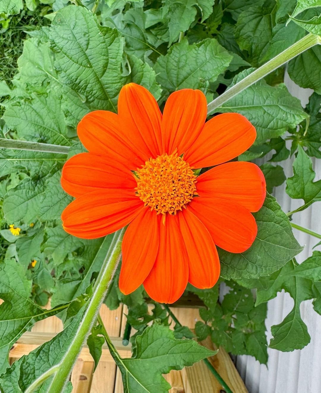 Orange cosmos flower, also known as Mexican Sunflower, blooming in the garden.