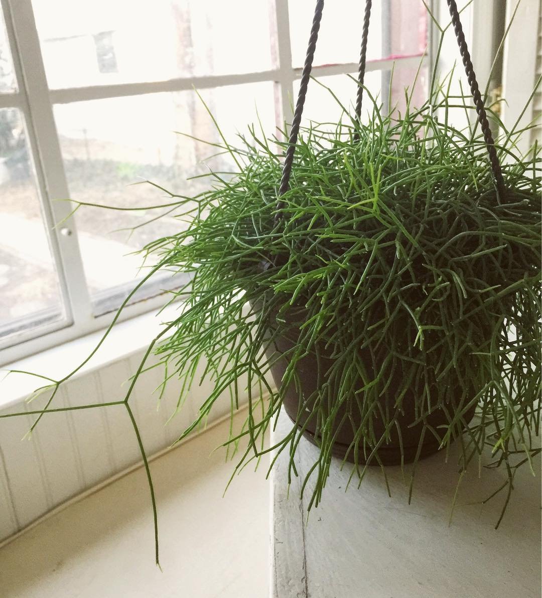 A Mistletoe Cactus hanging plant with green grass in a pot.