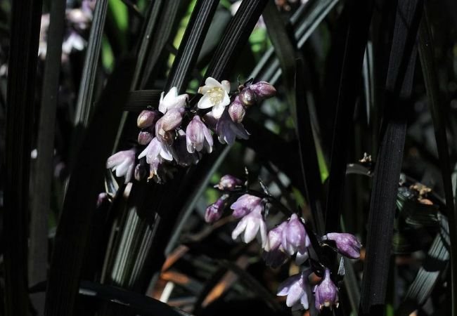 Mondo Grass Flowers: A Simple Guide for Your Garden