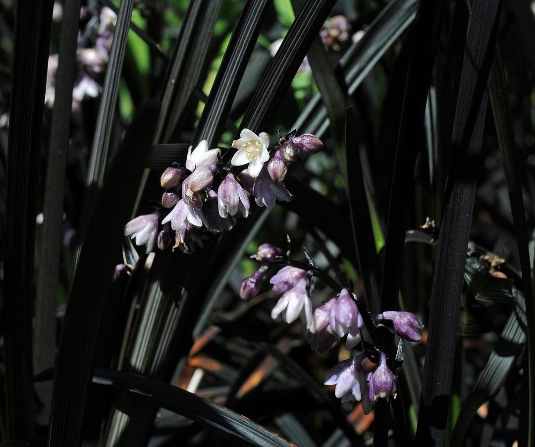 Dark green Mondo Grass with beautiful purple flowers up close.