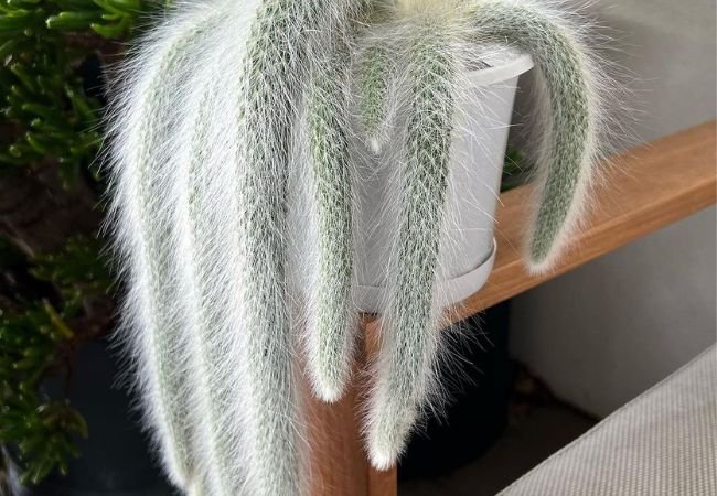 A Monkey's Tail Cactus plant in a pot, showcasing its unique and striking appearance.