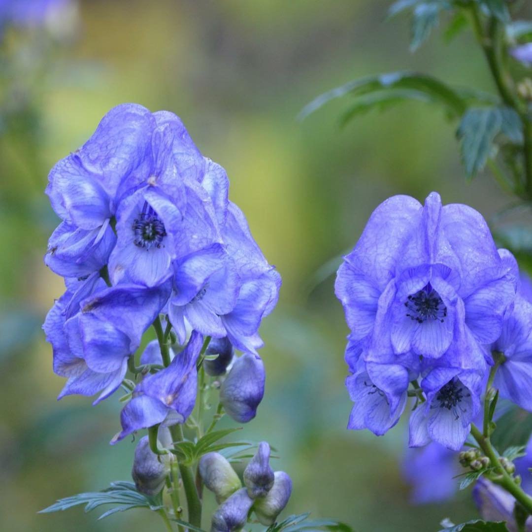  Two blue Monkshood flowers blooming in the garden.