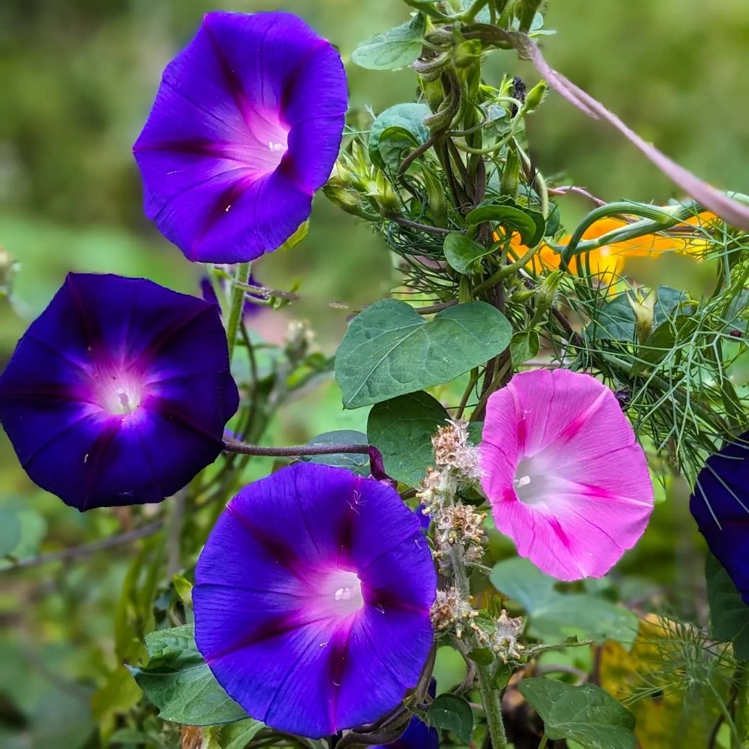 Close-up of Morning Glories, purple flowers with green foliage in background.