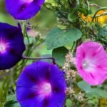 Morning Glory: The Beautiful Climbing Flower for Your Garden