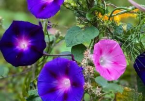 Morning Glory: The Beautiful Climbing Flower for Your Garden