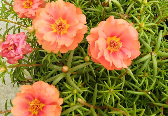 Moss Rose