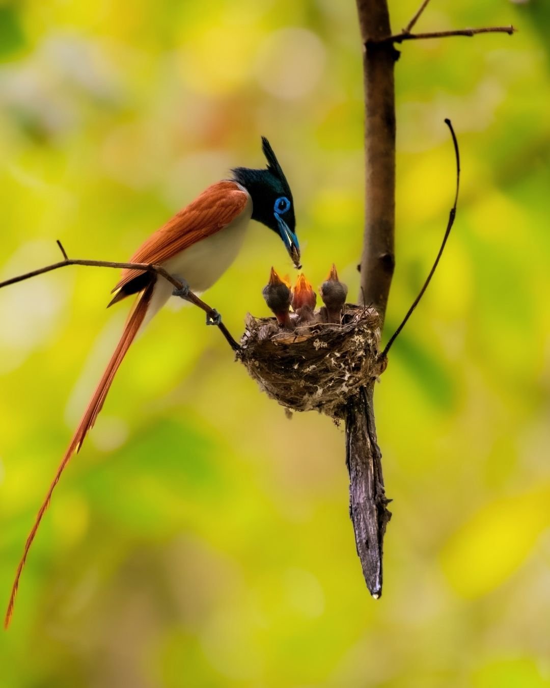 A bird with a long tail perched on a branch.