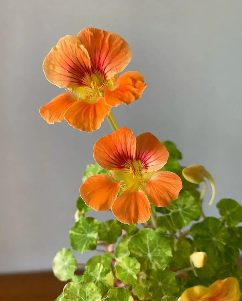 Bright orange nasturtium blooms in white pot on table. cut flowers