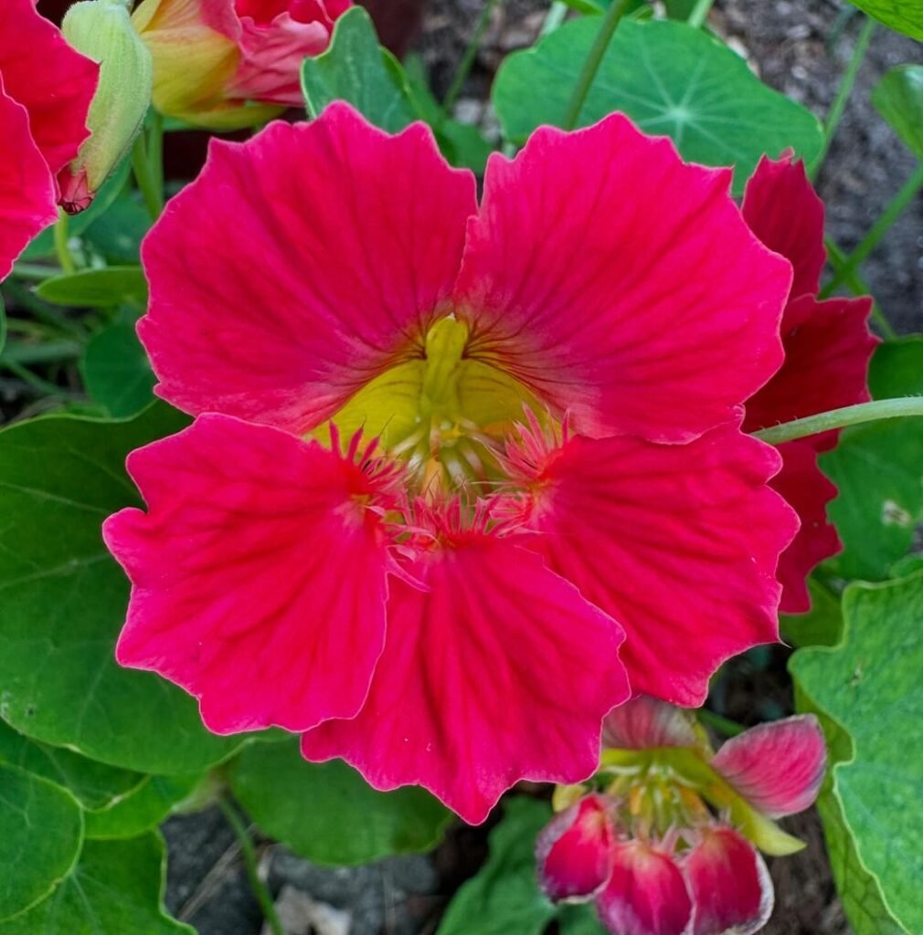 Detailed shot of a vivid red nasturtium blossom Nasturtiums.