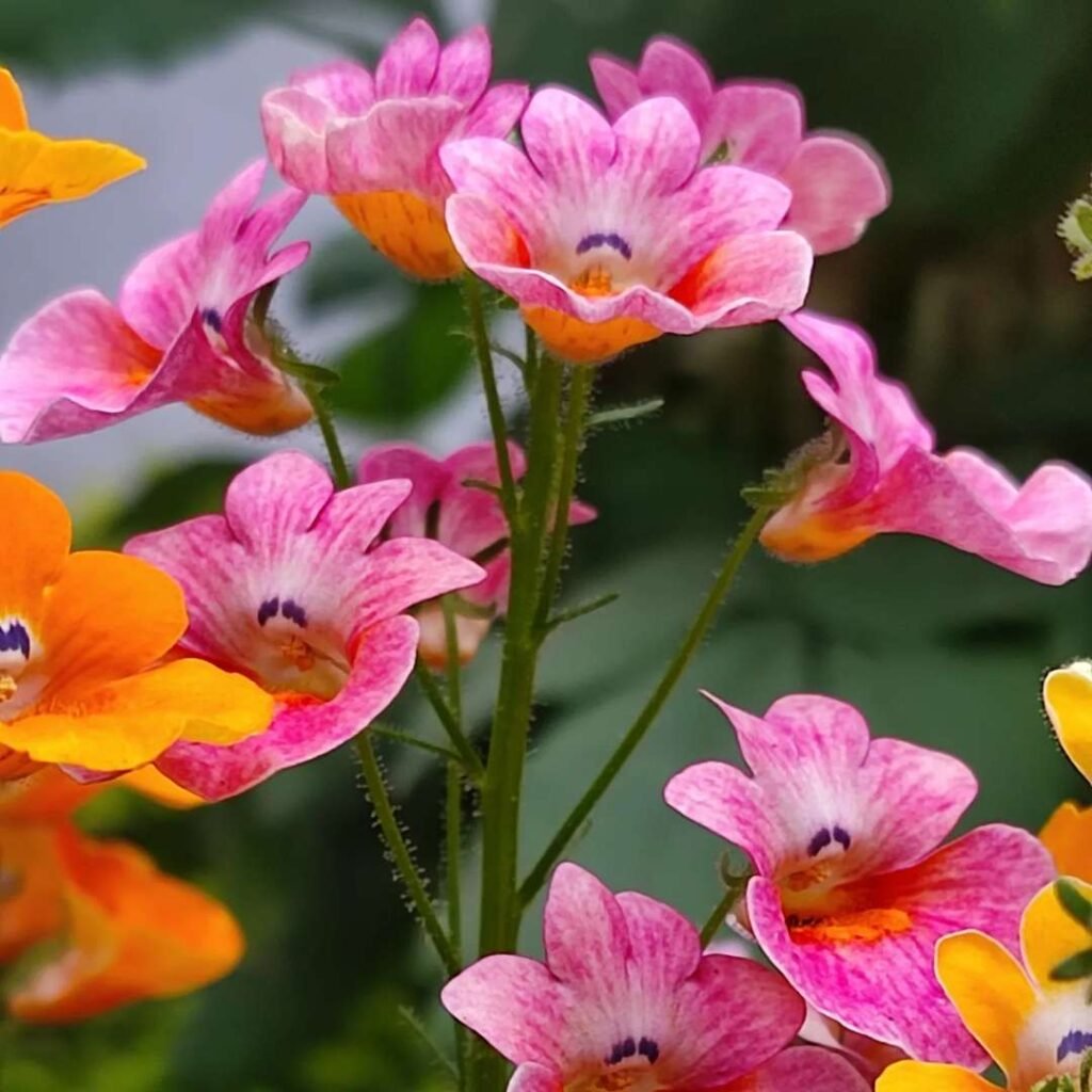 Detailed view of Nemesia flowers in orange and pink hues