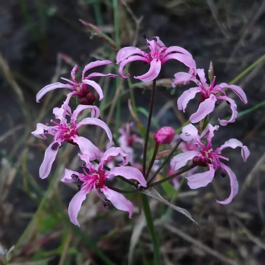 Beautiful pink Nerine Flowers close-up in grass.