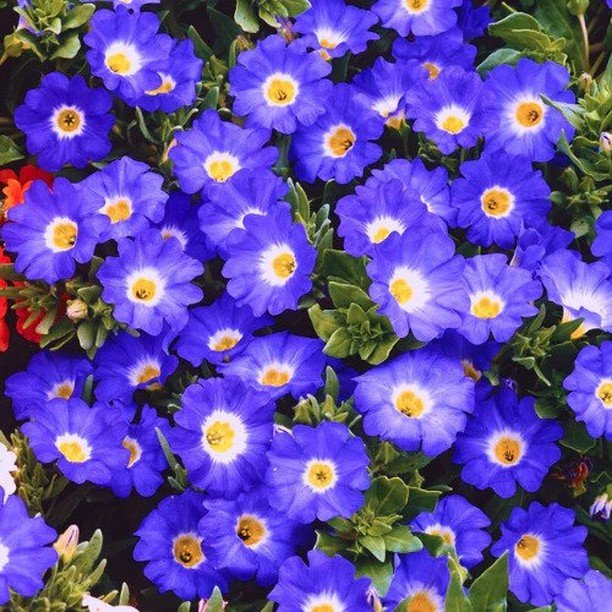 Detailed image of blue Nolana flowers featuring white centers.