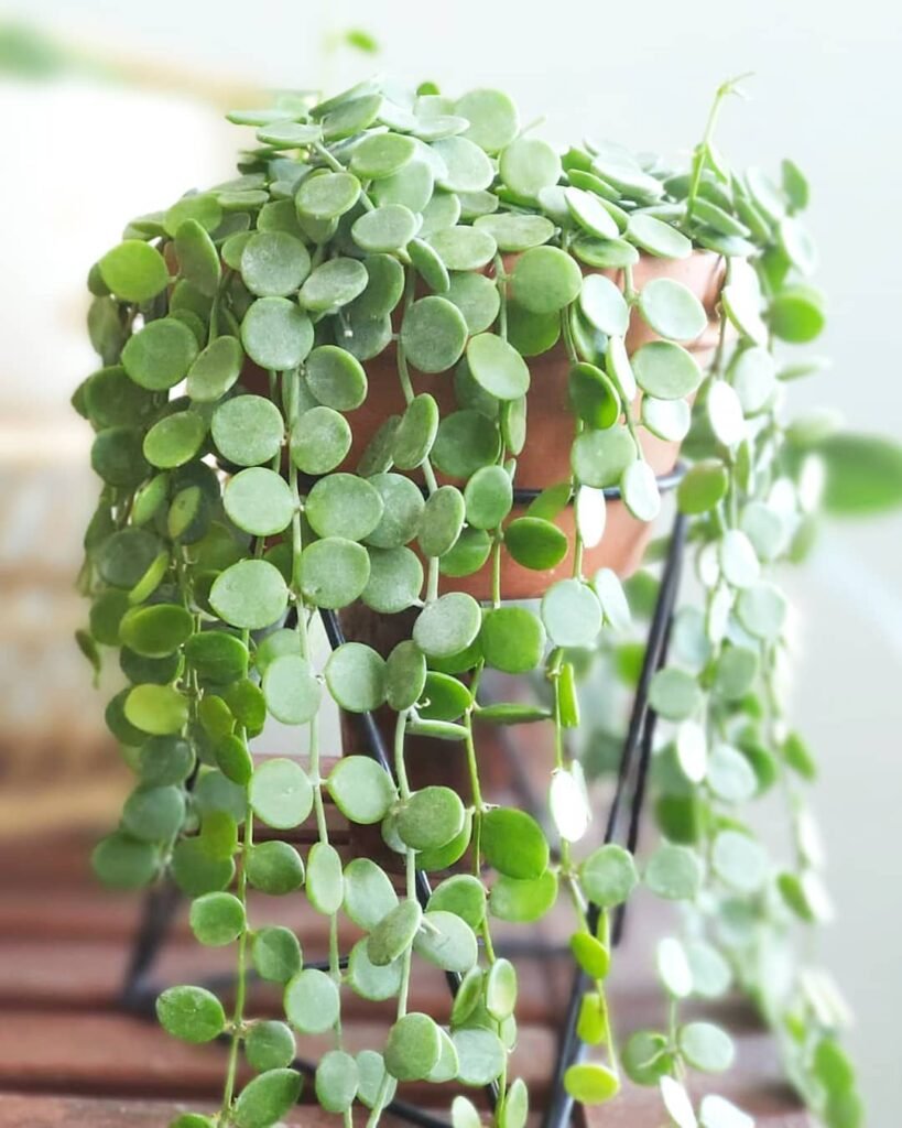 String of Nickels
