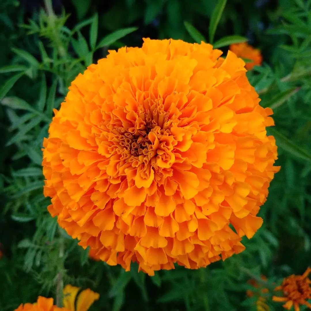 Orange Colour Marigolds Flower