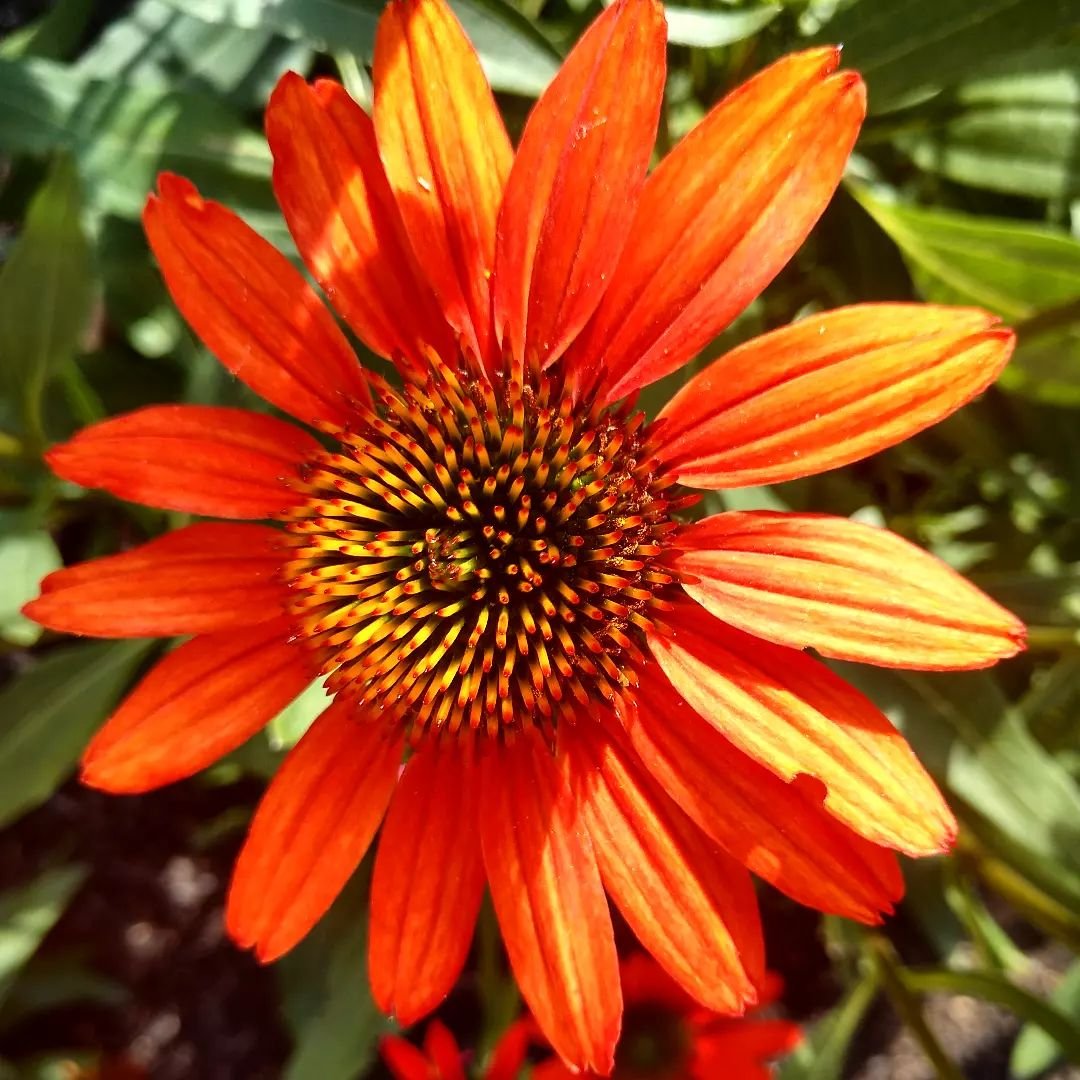 Orange Coneflower (Rudbeckia fulgida var. sullivantii)