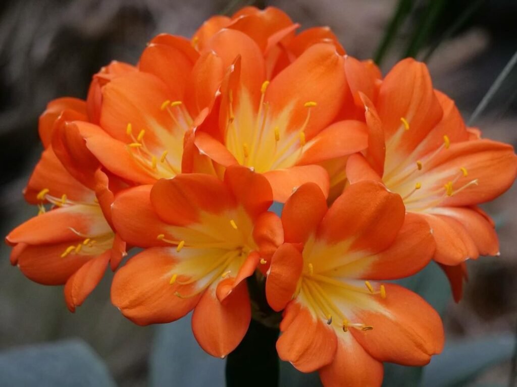 Detailed image of orange lilies featuring yellow centers.
