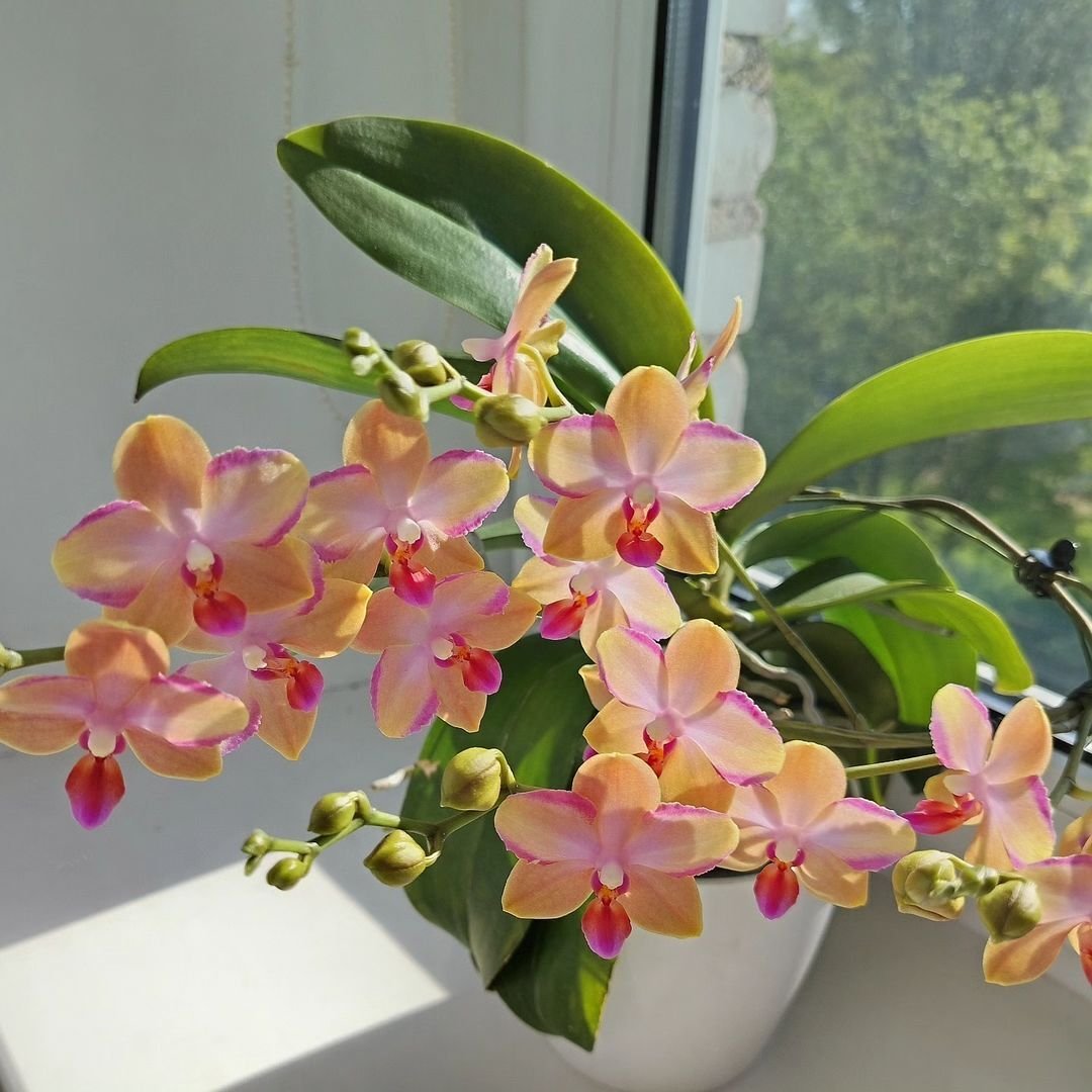 Elegant white vase holding pink and yellow orchids.