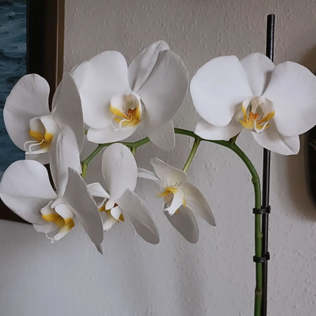 White orchids in a vase, elegant and delicate flowers symbolizing beauty and grace.