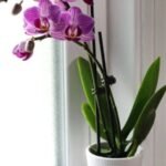 Orchids : How to Grow and Care for These Beautiful Flowers