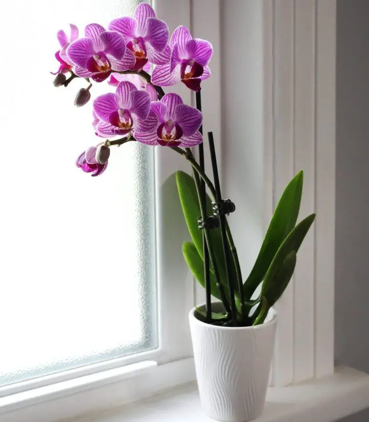 Purple orchid in white pot on window sill.