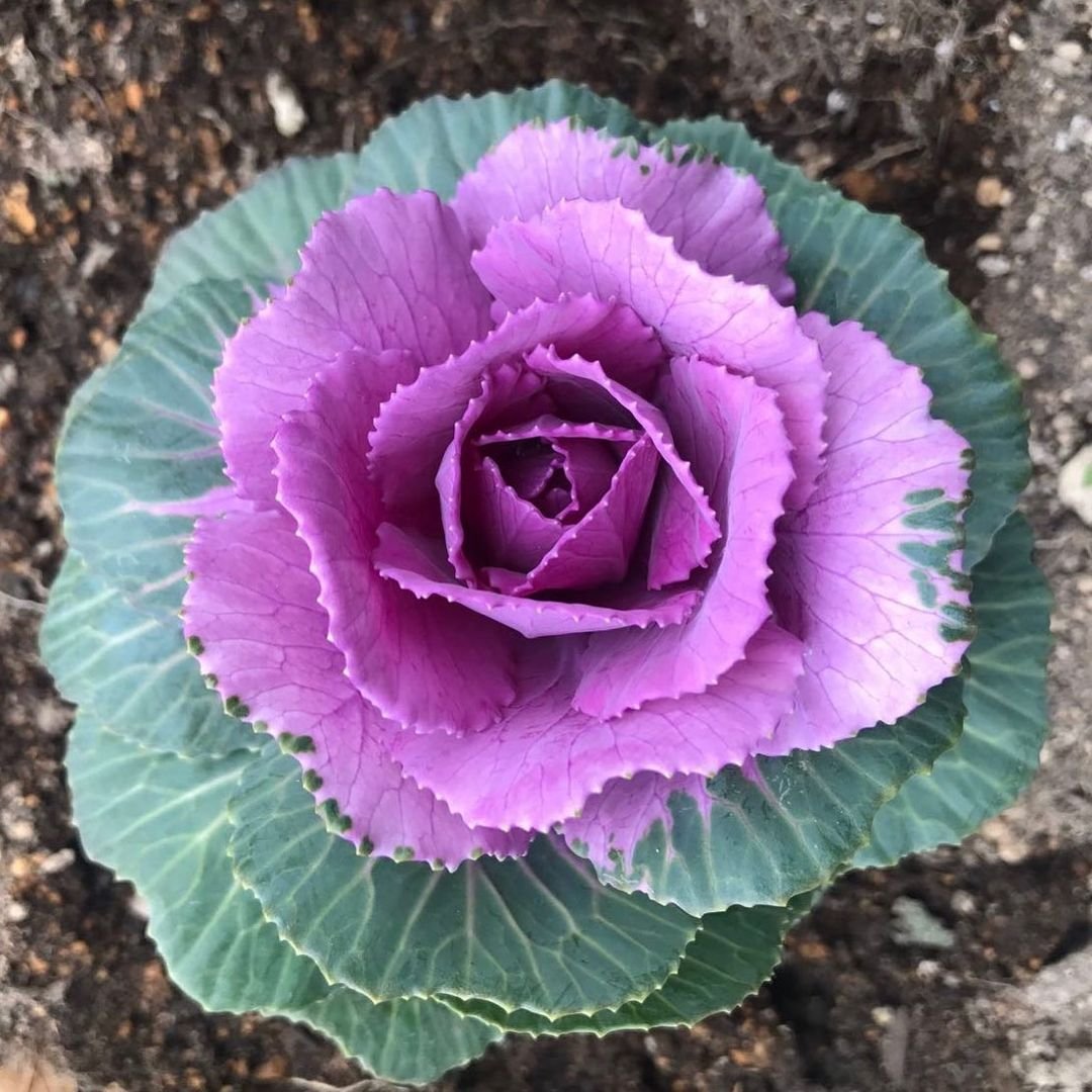  A close-up of a purple ornamental cabbage plant with vibrant green leaves.