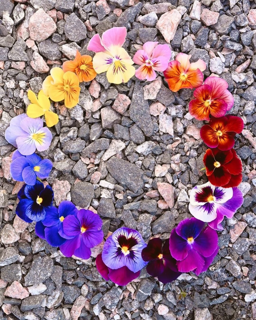 A circle of pansies arranged on gravel.