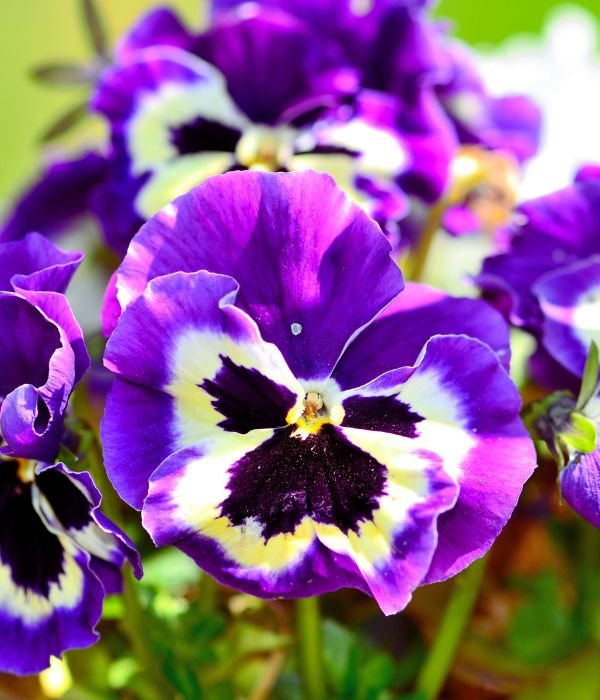 The Pansies Flower is Blooming