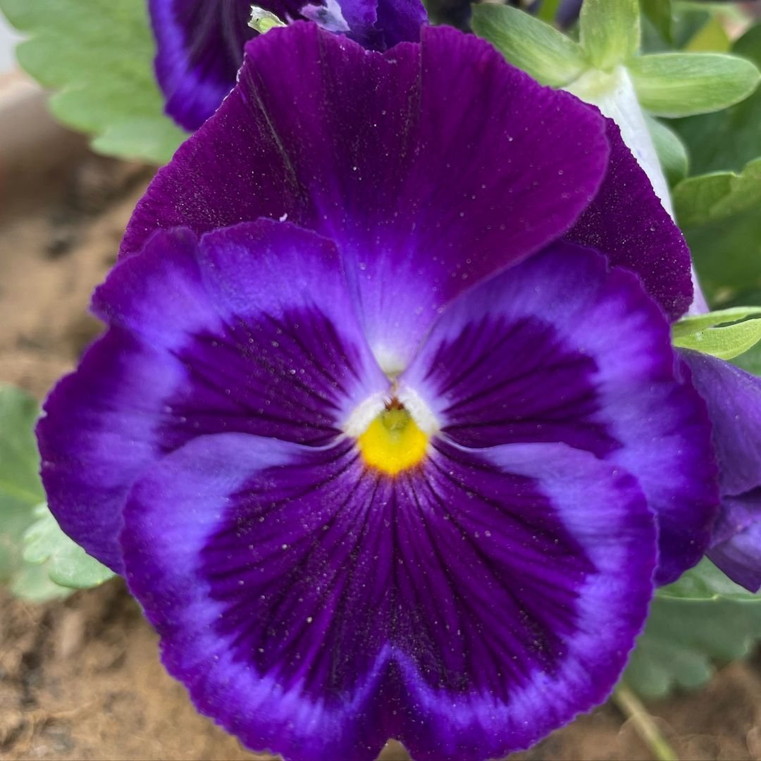 Purple pansy with yellow center, a vibrant flower from the Pansies family.