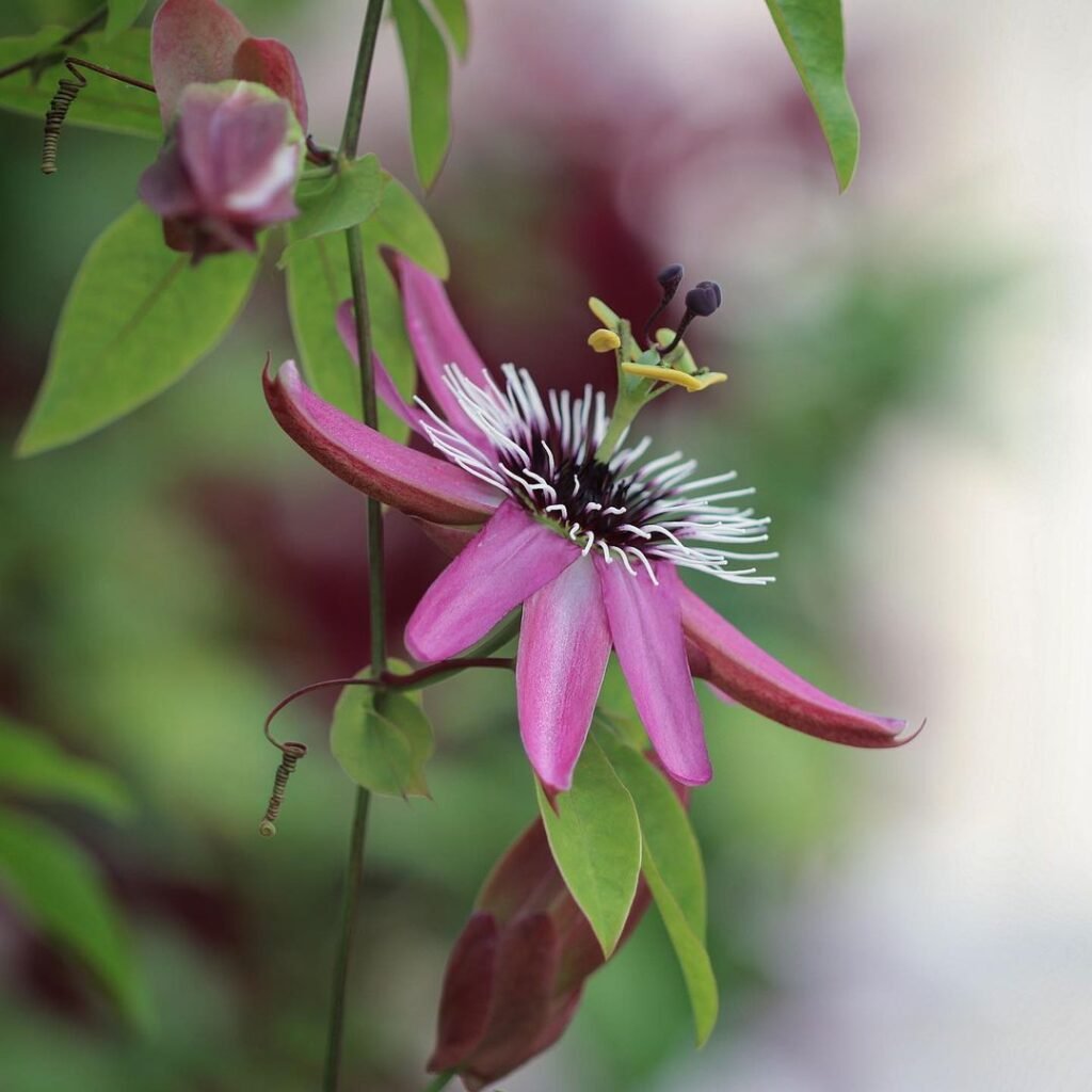 A close-up image of a passion flower with vibrant purple petals and a unique, intricate structure.