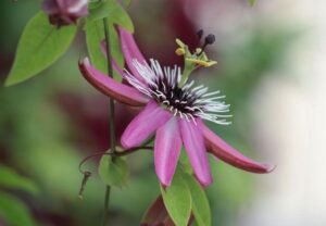 Passion Flower: A Exotic Beauty for Your Garden