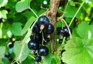 Perfectly Timed : The Art of Harvesting Cassis Fruit