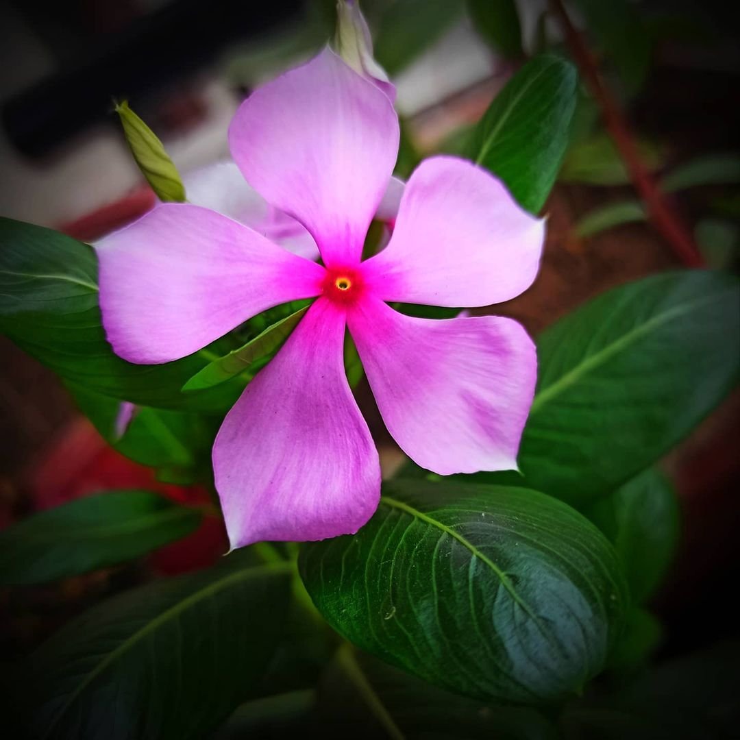 A close-up of a pink Periwinkle flower with vibrant green leaves in the background.