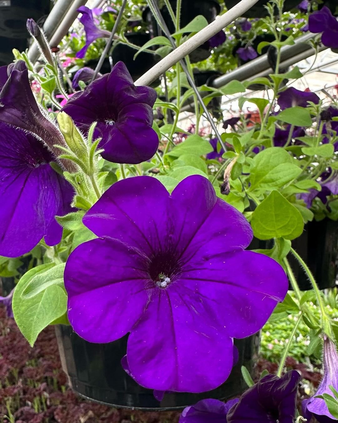 Purple petunia flowers in a pot surrounded by lush green leaves.