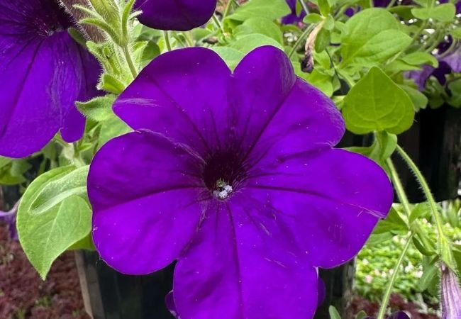 Petunias: Colorful Garden Favorites