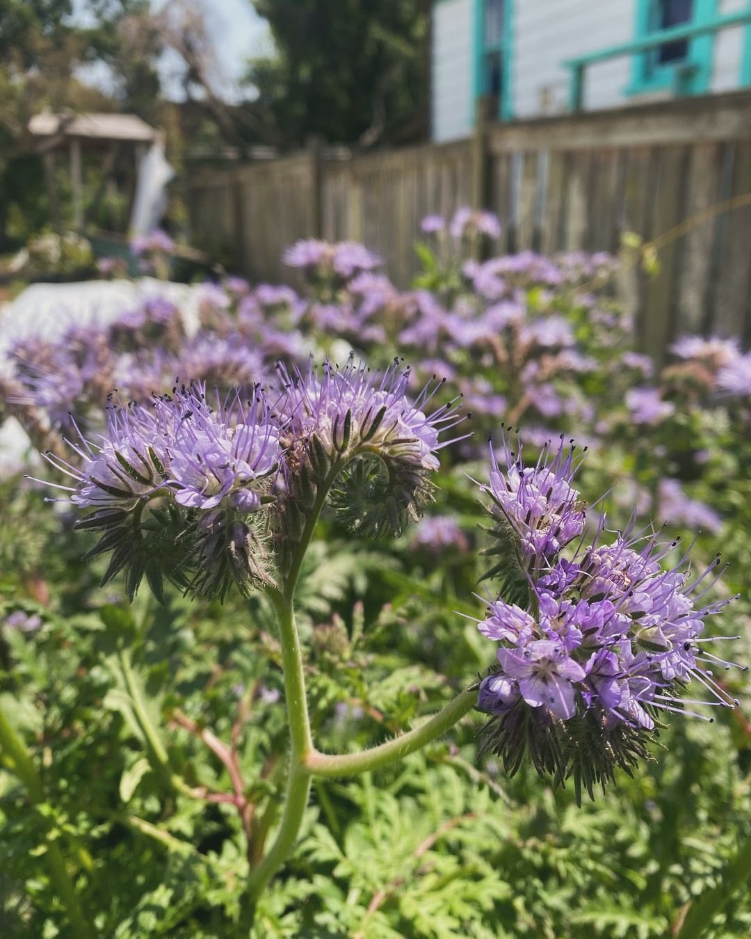 Purple Phacelia flowers blooming in front of a house.