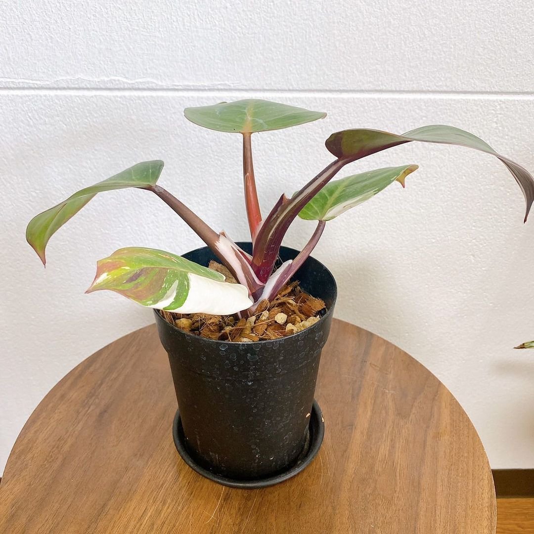 Philodendron White Knight in black pot on wooden table.